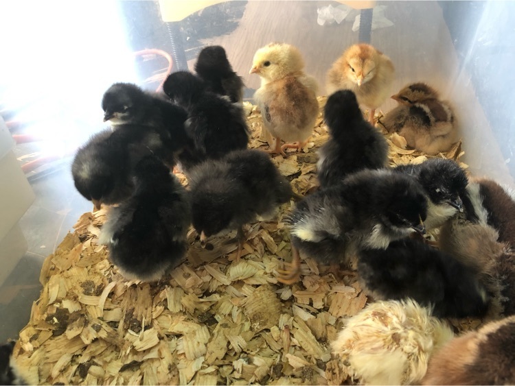 chickens