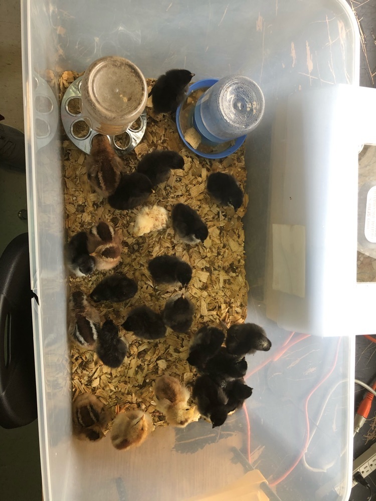 chickens