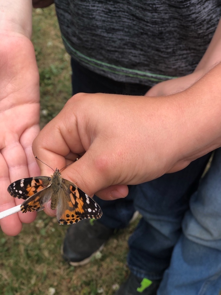 butterfly